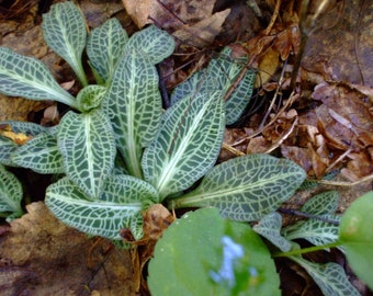Goodyera pubescens (Rattlesnake Plantain Orchid), 50 seeds, perennial