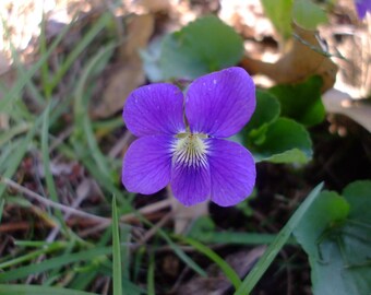 Viola sororia (Common Blue Violet) bareroot, 1 live plant