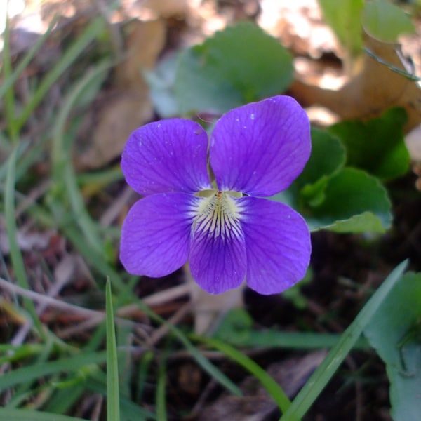 Viola sororia (Common Blue Violet) bareroot, 1 live plant