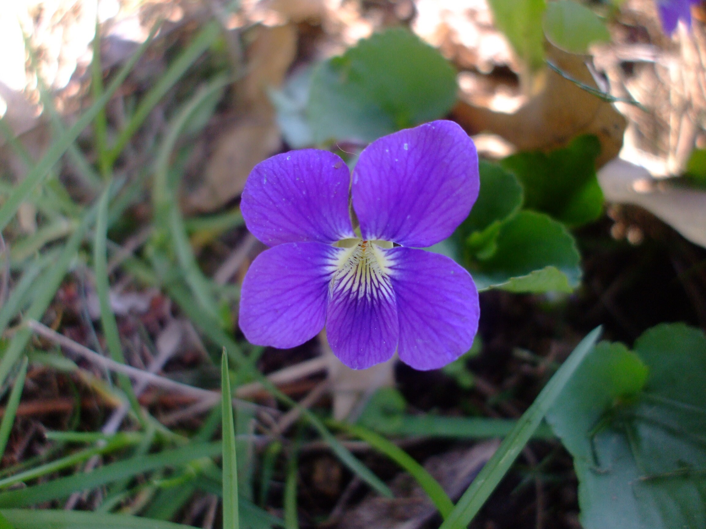 Is Lady Violet the oracle of “Bridgerton”?