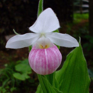 Cypripedium reginae (Showy Lady's Slipper Orchid), 35 seeds, perennial