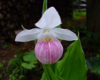 Cypripedium reginae (Showy Lady's Slipper Orchid), 35 seeds, perennial