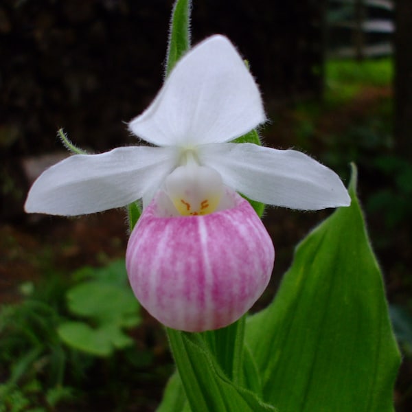 Cypripedium reginae (Showy Lady's Slipper Orchid), 35 seeds, perennial