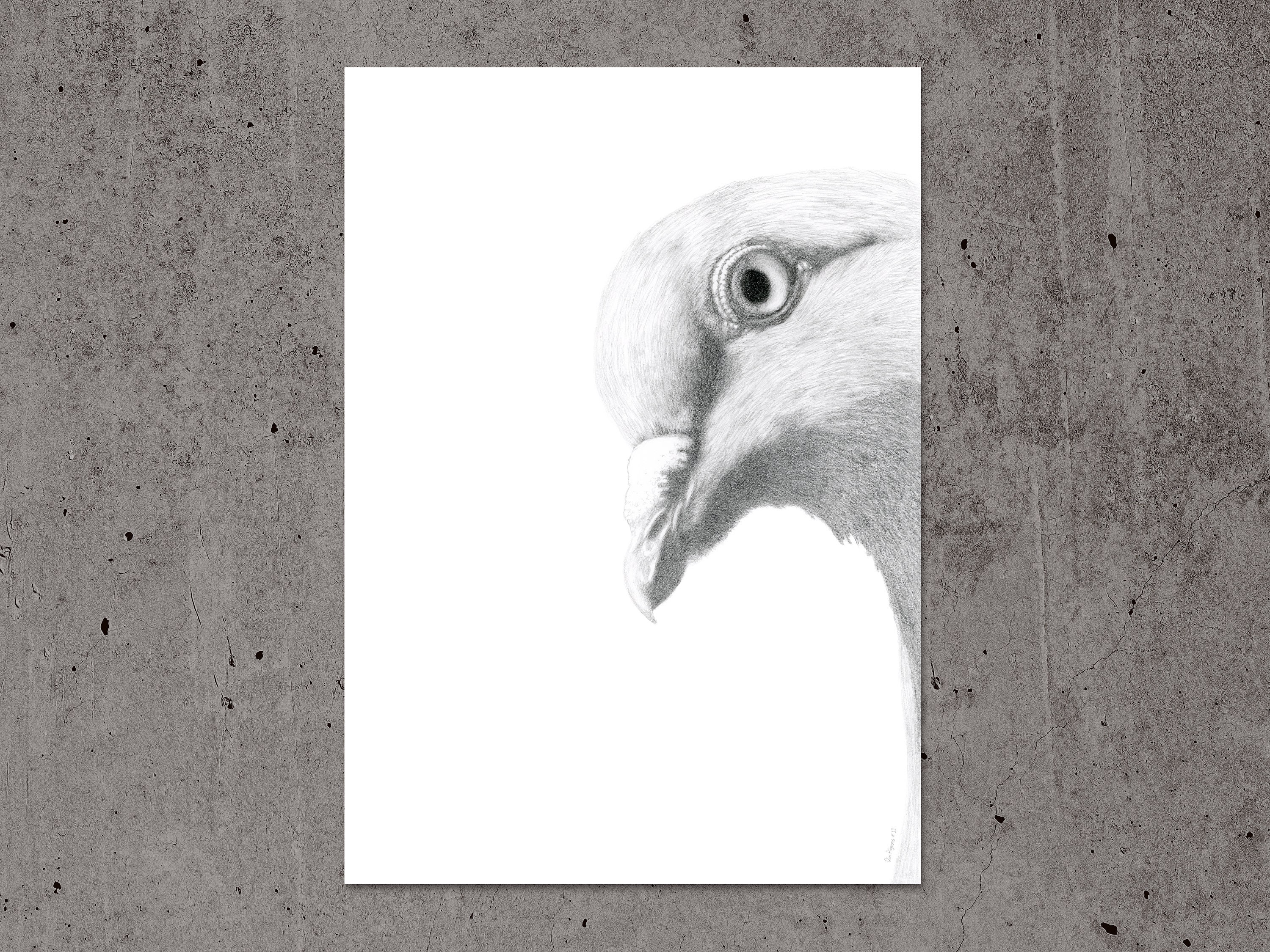 Pigeons of NYC – Ben Lenovitz