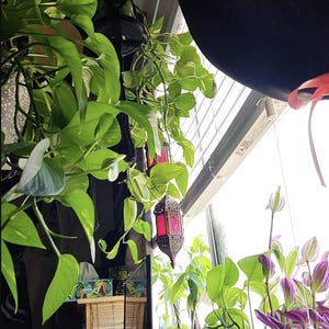 Puede incluir: Una escena soleada con varias plantas en macetas y vegetación colgante. Una linterna decorativa de metal adornada con cristal rojo cuelga cerca de una ventana. Las plantas incluyen enredaderas y una planta rayada púrpura y verde.