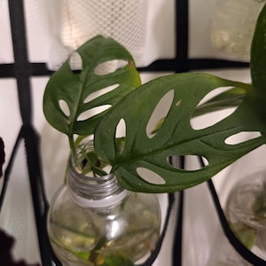 Swiss Cheese Plant Monstera Cutting/Water Propagation
