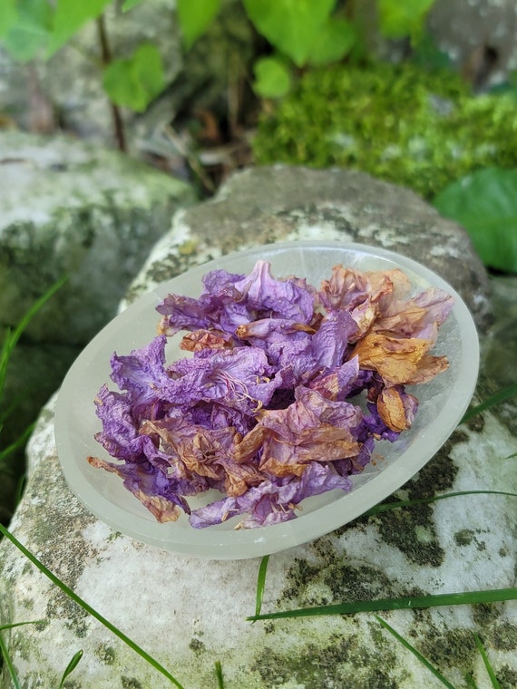 Purple Rhododendron Flowers, Dried (rhododendron Catawbiense