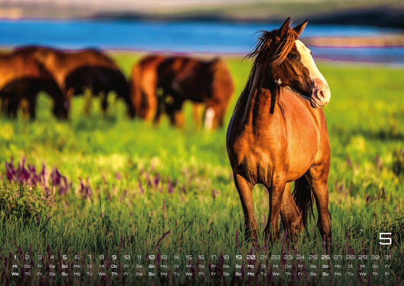 Horse Whispers the Horse Calendar 2024 Calendar DIN A2 Etsy