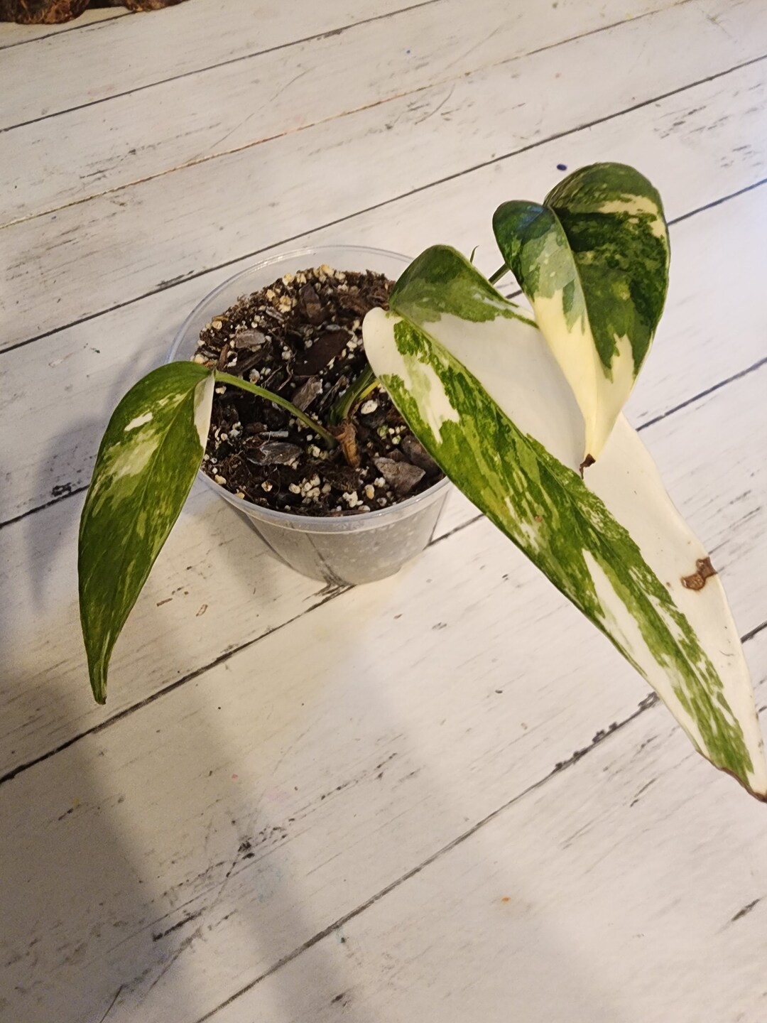 Epipremnum Albo Variegata - Etsy