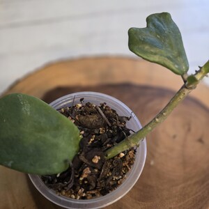 Hoya kerii