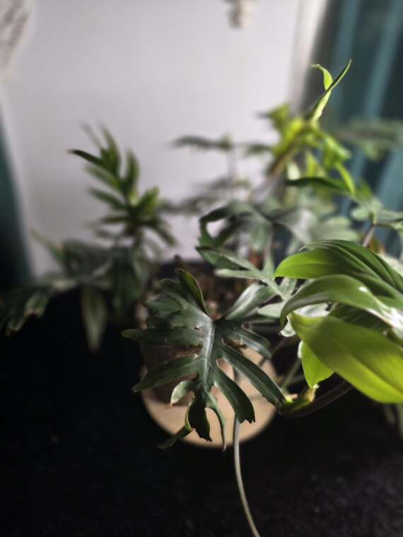 Very Large Philodendron Mayoi - Etsy