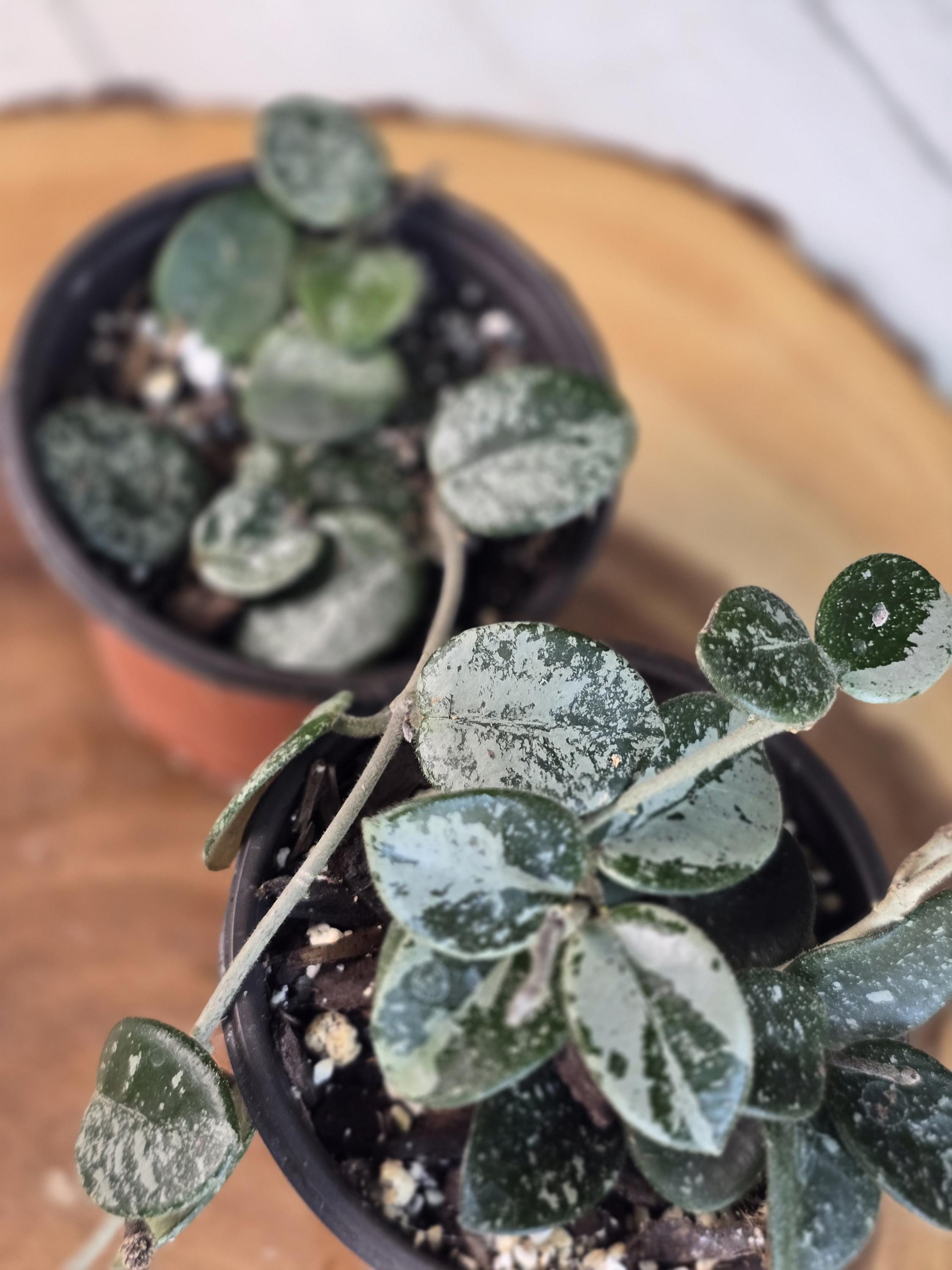 Hoya Manipurensis Variegated - Etsy