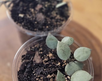 Hoya krohniana eskimo
