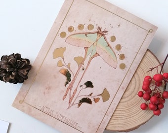 Luna Moth Postcard Gold Foil Special Edition - from our Night Butterfly Collection | Moth Postcards | Moon stationery, Botanical Post Card