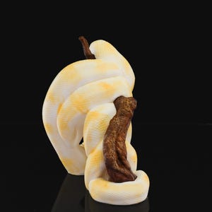 Może przedstawiać: Biały i ż&oacute;łty wąż boa albino, owinięty wok&oacute;ł brązowej gałęzi. Wąż jest zwinięty i wydaje się odpoczywać.