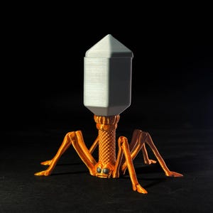 Könnte beinhalten: Ein 3D-gedrucktes Modell eines Bakteriophagen, eines Virus, das Bakterien infiziert. Das Modell ist orange mit einem weißen Kopf und sechs Beinen. Der Kopf ist in Form eines sechseckigen Prismas mit einer spitzen Spitze.