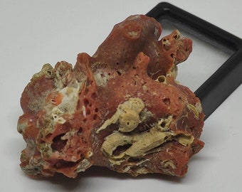 Branche De Corail Rouge Naturel De Méditerranée (Italie) - Lot De 50 Carats, Brut