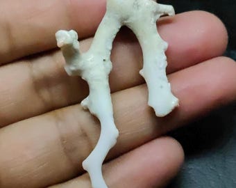Natural Japanese White Coral Branch: Raw Gemstone for Jewelry Making