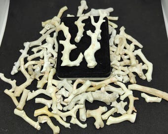 700 Karat Japanische Weiße Koralle Zweig Lot: Polierter Edelstein für Schmuck