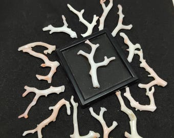 Japanese White Coral Branch Lot: Rough Polished Jewelry Making