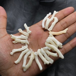 Op de afbeelding: Een streng witte koraal kralen, elke kraal is een tak van koraal met een natuurlijke, organische vorm. De kralen zijn geregen op een dunne draad en zijn klaar om te worden gebruikt voor het maken van sieraden.