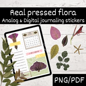 Flores y hojas prensadas PNG, flora real no alterada, elementos de diario digital, diario basura, scrapbooking y planificador, kit de imágenes prediseñadas