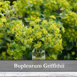 Bupleurum Griffithii Samen, Schnittblumenfüller, einfach zu züchten, bestäuberfreundlich - 100 Samen