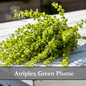 Atriplex Green Plume Frön, Snittblomma, Lättodlad ettårig, Grön Orach, Bukettgrönt – 100 Frön