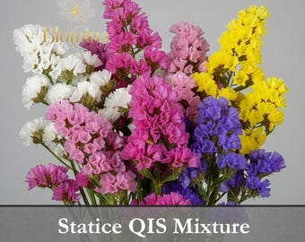 May include: A colourful bouquet of Statice QIS Mixture flowers in shades of white, pink, purple, and yellow. The flowers are densely packed, forming a full and vibrant arrangement. The image includes the text "Statice QIS Mixture".