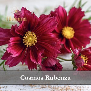 Peut inclure: Gros plan sur des fleurs de Cosmos Rubenza. Les fleurs sont d'un bordeaux profond avec des centres jaunes. Les pétales ont une texture délicate et froissée. L'image comprend le texte "Cosmos Rubenza" dans une bannière grise.