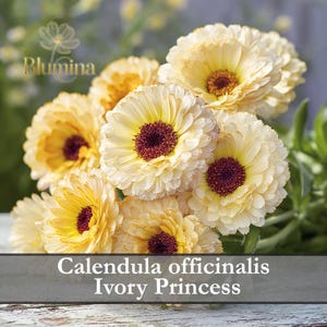 Pode incluir: Um close-up de um buquê de flores de calêndula officinalis marfim, também conhecidas como Ivory Princess. As flores têm um centro amarelo e um centro marrom escuro. A imagem inclui o texto "Calendula officinalis Ivory Princess".