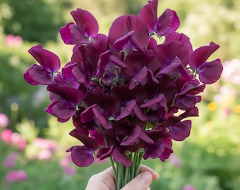 Sweet Pea Royal Maroon Samen - Duftende Lathyrus Odoratus - Schnittblumen - Stark duftende Wicken Blumen 25 Samen