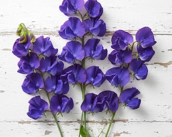 Semi di pisello odoroso Royal Mid Blue - Lathyrus Odoratus profumato - Fiori recisi - Fiori di pisello odoroso fortemente profumati - 25 semi