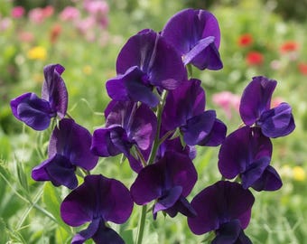 Sweet Pea Royal Navy Blue Seeds - Geurige Lathyrus Odoratus - Snijbloemen - Sterk geurende Sweet Pea Flowers - 25 zaden
