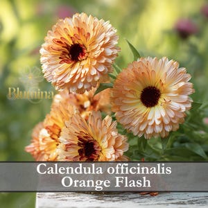Può includere: Primo piano di diversi fiori arancioni di Calendula officinalis Orange Flash. I fiori hanno petali a strati con un centro scuro. L'immagine include il testo "Calendula officinalis Orange Flash".