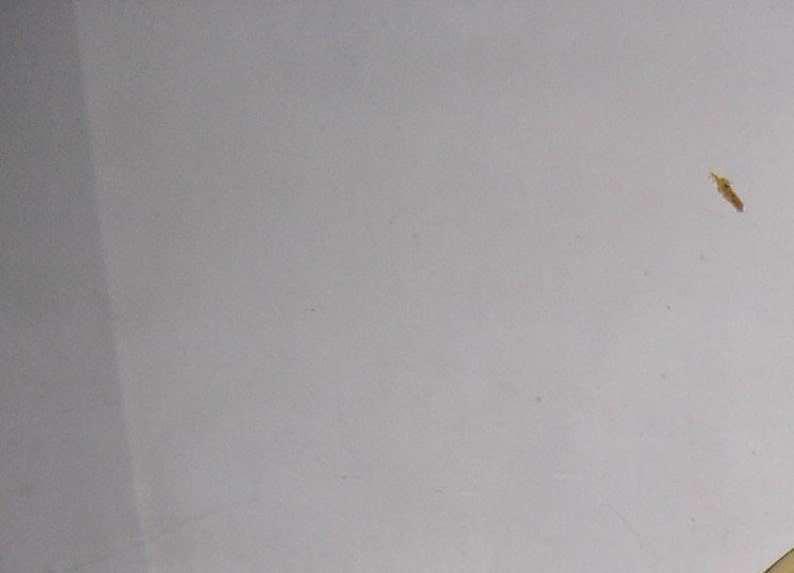 May include: A close-up of a plain white surface with a small, light brown insect.