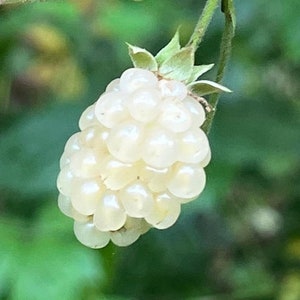 5 Snowbank white blackberry cuttings - 6&quot; - 10&quot; long, not rooted, organic berries