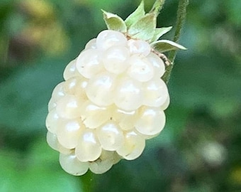 May include: Close-up of a cluster of white berries, resembling a blackberry, attached to a green stem with leaves. The berries are a creamy white color and have a slightly translucent appearance. The background is blurred green.