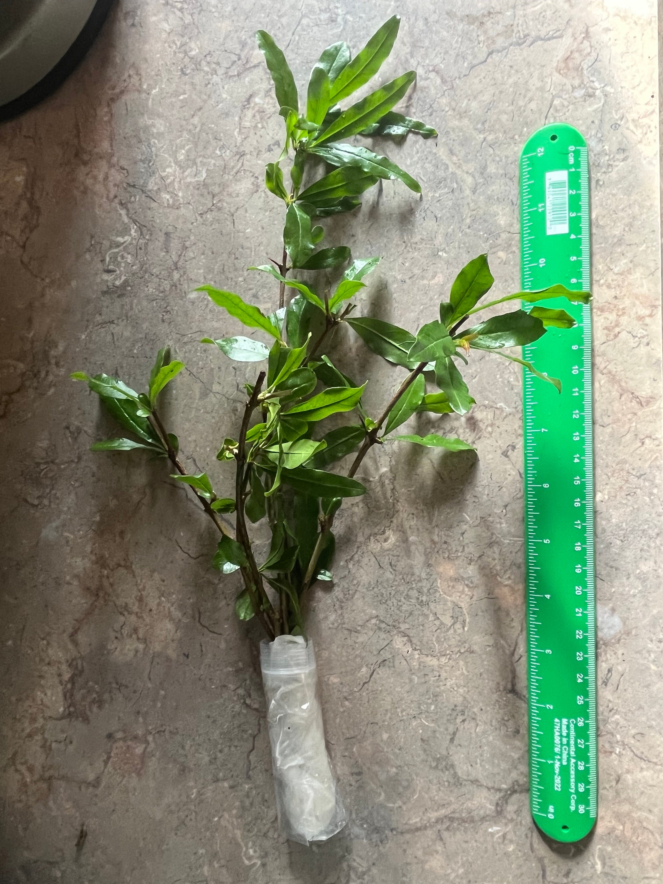 Zone 6 Fruit Trees - Etsy Zone 6 Fruit Trees - Etsy