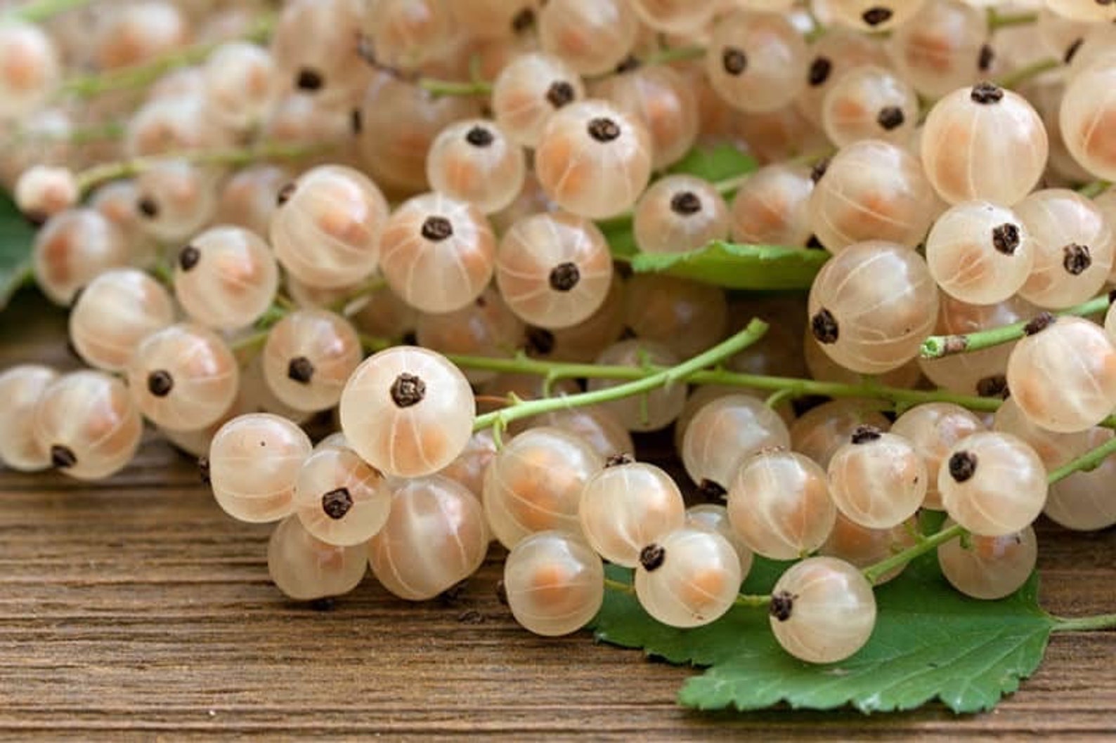 20 White Currant (Ribes rubrum) seeds - organically grown, delicious edible berries grown from premium cultivars