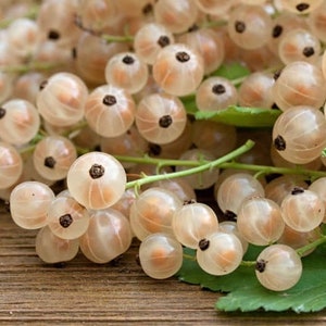 20 White Currant (Ribes rubrum) seeds -  organically grown, delicious edible berries grown from premium cultivars