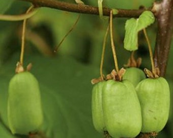 May include: Close-up of a branch with four green kiwi fruits growing on it. The fruits are oval-shaped and have a smooth, shiny skin.