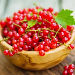 20 Red Currant (Ribes rubrum) seeds -  organically grown, delicious edible berries grown from premium cultivars