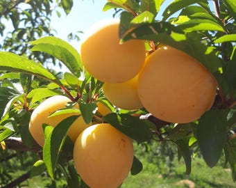 May include: Close-up of a tree branch laden with ripe, golden-yellow plums. The plums are round and smooth, contrasting with the green leaves. The background shows a clear blue sky and green grass.