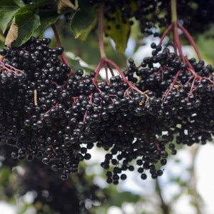10 Elderberry cuttings from premium cultivars - 6&quot; - 10&quot; long, not rooted, organic SUPERFOOD