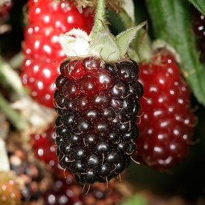 May include: Close-up of a cluster of ripe blackberries, some are dark purple and some are red. The berries are hanging from a vine and are surrounded by green leaves.
