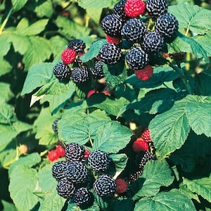 May include: Close-up of a blackberry bush with ripe blackberries and some red berries. The leaves are green and the berries are clustered together.
