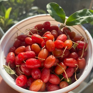 5 goumi berry cuttings (Elaeagnus multiflora) - 6&quot; - 10&quot; long, not rooted, organic. Cuttings ship in August 2025