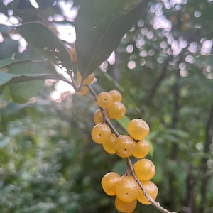 May include: Close-up of a branch with yellow berries and green leaves. The berries are small, round, and clustered together. The leaves are a deep green color. The background is blurred, with hints of other foliage.