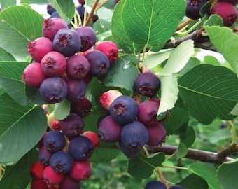 5 Juneberry/Saskatoon/Serviceberry cuttings - 6" - 10" long, not rooted, organic